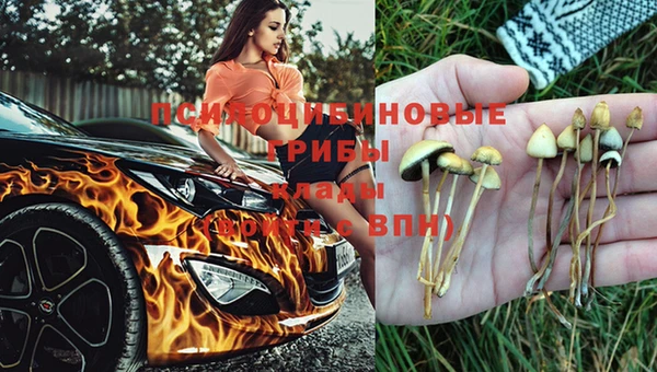 стафф Арсеньев